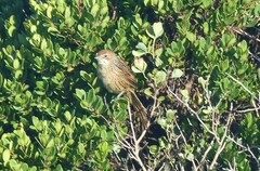 Sphenoeacus afer afer