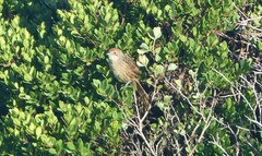 Sphenoeacus afer afer