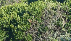 Sphenoeacus afer afer