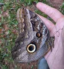 Caligo idomeneus