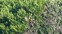 Sphenoeacus afer afer