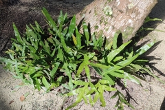 Microsorum scolopendria