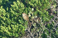 Sphenoeacus afer afer