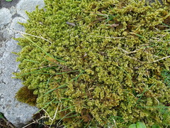 Ctenidium molluscum