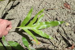 Microsorum scolopendria