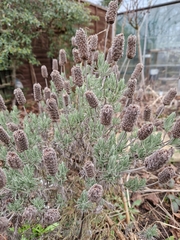 Lavandula angustifolia