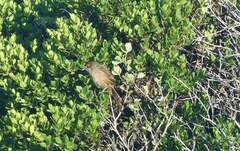 Sphenoeacus afer afer