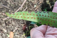 Microsorum scolopendria