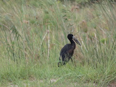 Anastomus lamelligerus