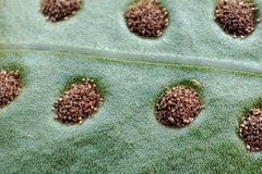 Microsorum scolopendria