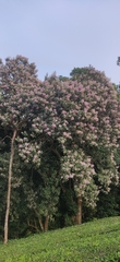 Strobocalyx arborea