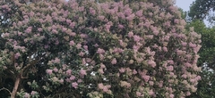 Strobocalyx arborea