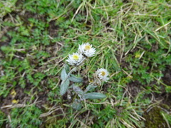 Anaphalis nepalensis