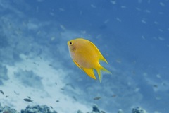 Amblyglyphidodon aureus