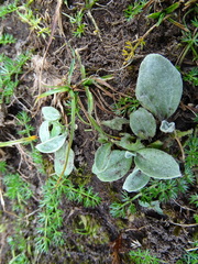 Tephroseris integrifolia