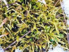 Brachythecium albicans