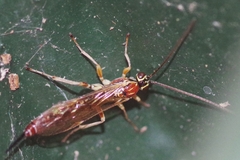 Tromatobia lineatoria