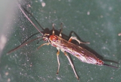 Tromatobia lineatoria