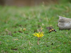 Macroglossum passalus