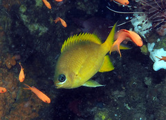 Chromis analis