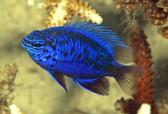 Chrysiptera springeri