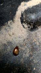 Callistethus marginatus