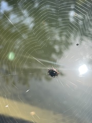 Gasteracantha cancriformis