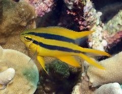 Neoglyphidodon nigroris