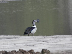 Sarkidiornis melanotos