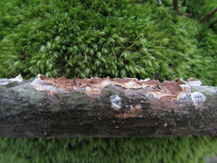 Scytinostroma artocreas