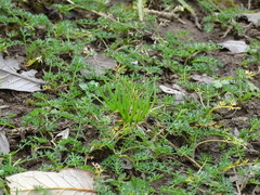 Scandix pecten-veneris