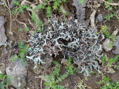 Pseudevernia furfuracea