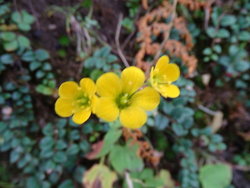Bog-Star Leaf Saxifrage (Saxifraga parnassifolia)