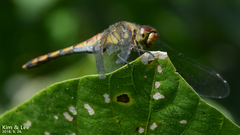 Sympetrum darwinianum