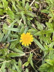 Sphagneticola trilobata