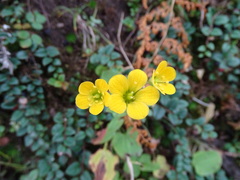 Saxifraga parnassifolia, photograph (c) Sandipan Das, some rights reserved (CC BY)