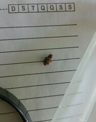 Pantomorus postfasciatus