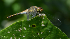 Sympetrum darwinianum