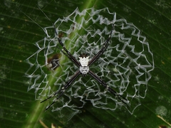 Argiope submaronica