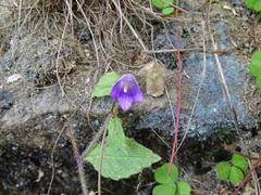 Adenophora morrisonensis