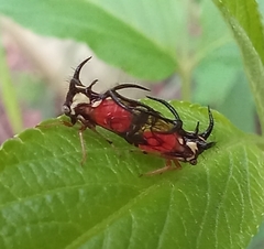 Cyphonia trifida