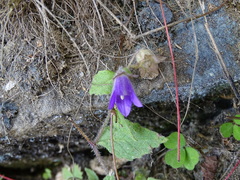 Adenophora morrisonensis