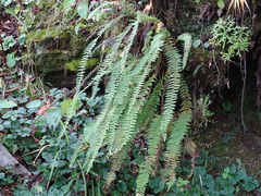 Adiantum aleuticum