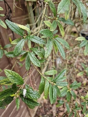Ceanothus papillosus