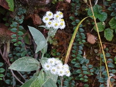 Anaphalis morrisonicola