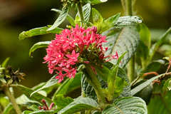 Pentas lanceolata