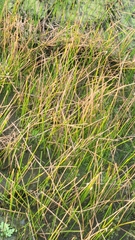 Eleocharis interstincta