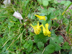 Corydalis pallida