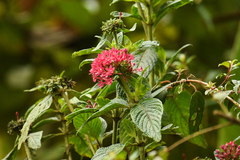 Pentas lanceolata