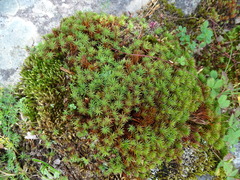 Polytrichastrum alpinum